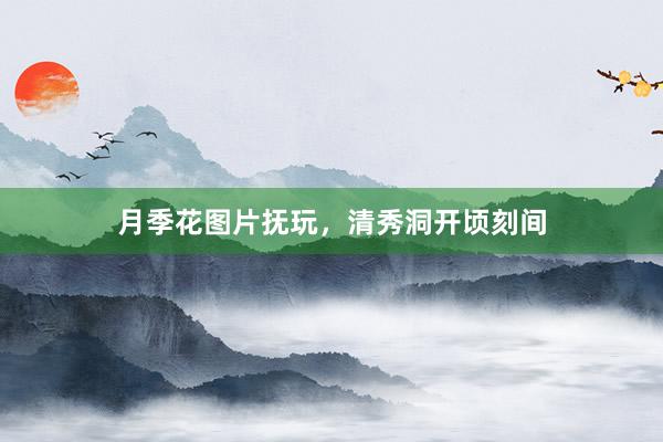 月季花图片抚玩，清秀洞开顷刻间